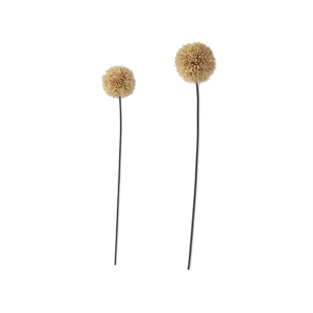 Tan Allium Stem