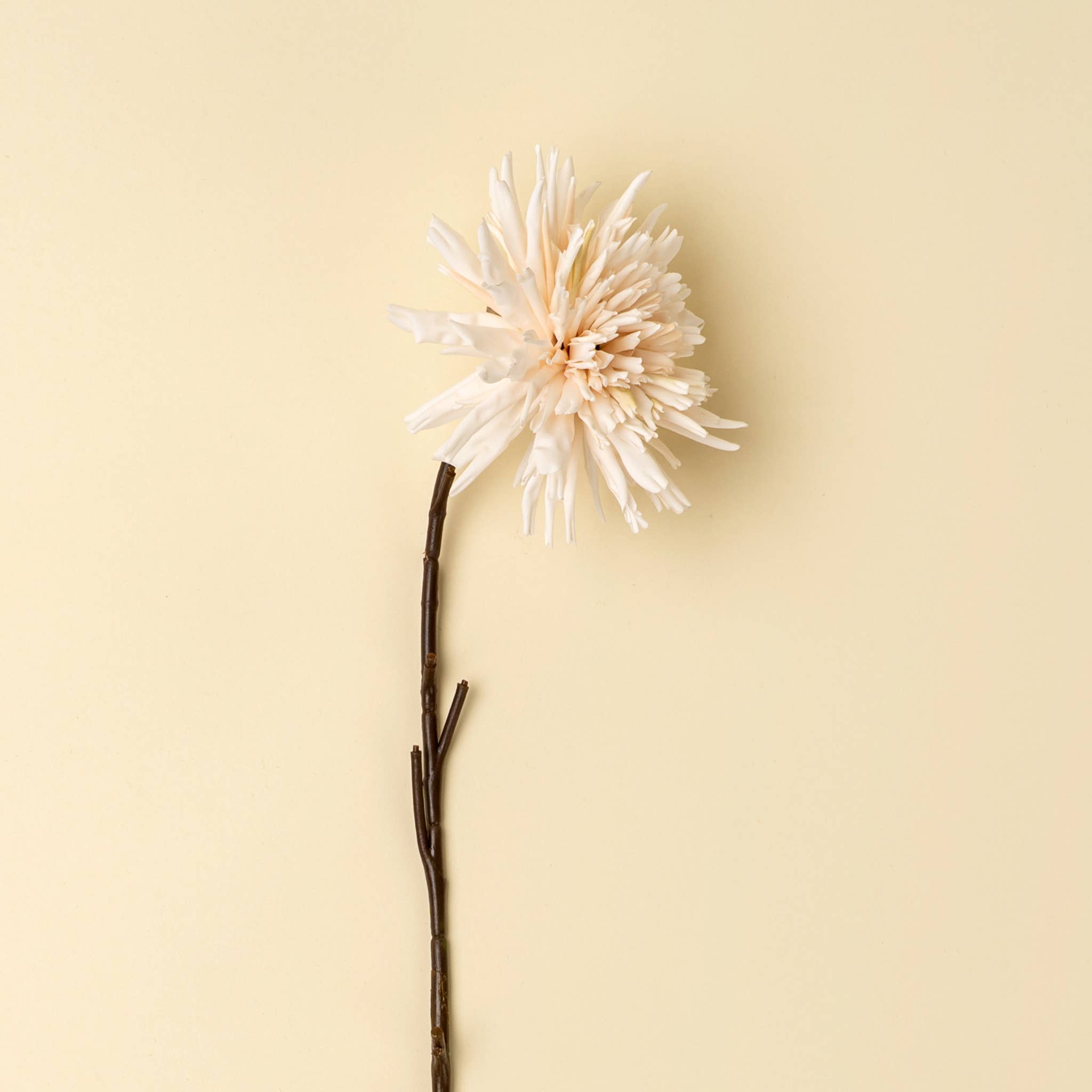 Cream Dahlia Stem