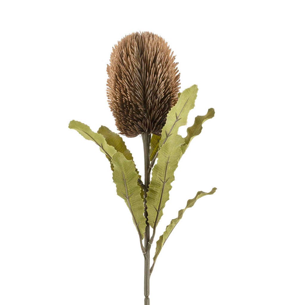 Banksia Brown Floral Stem