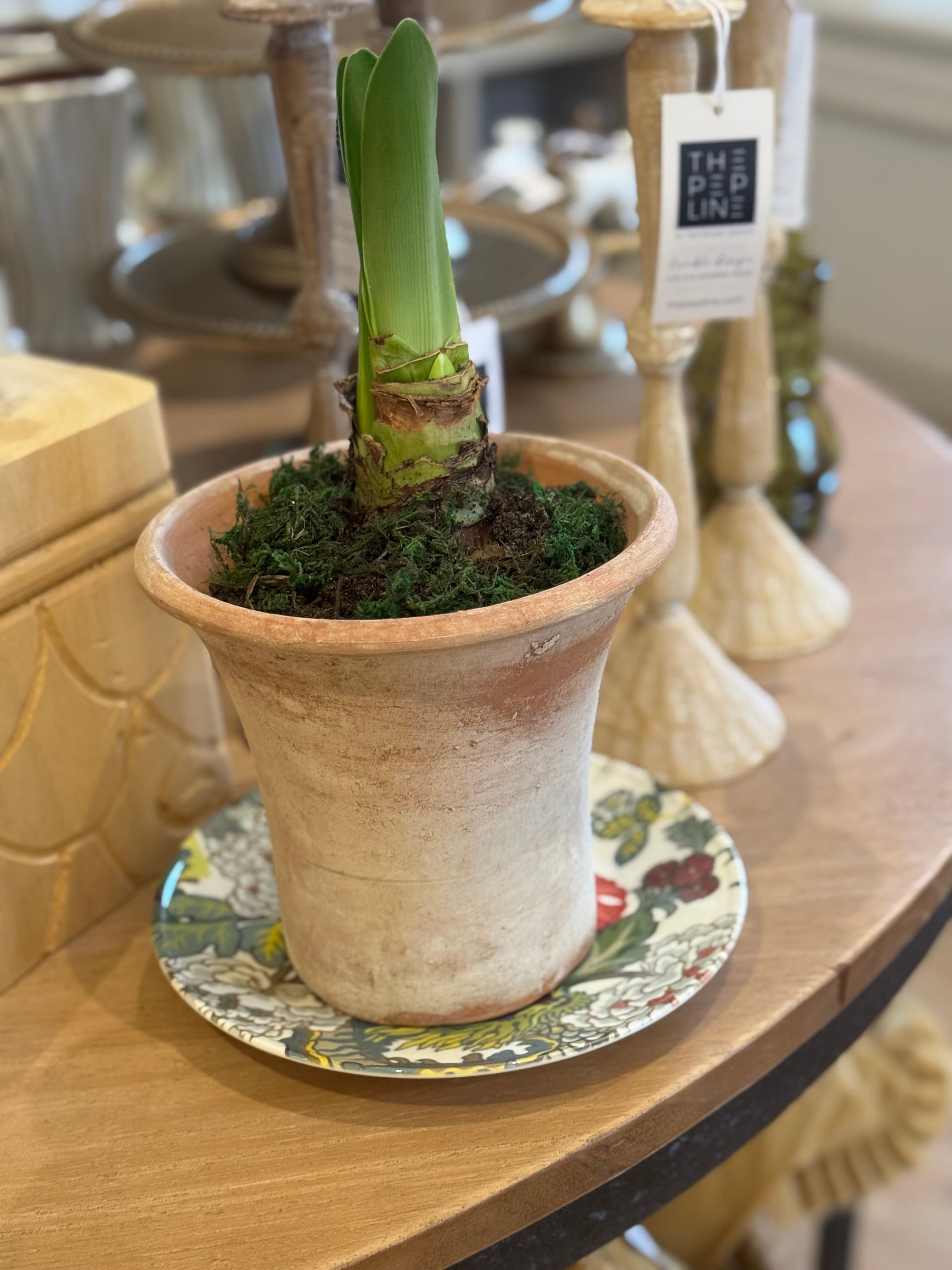 Amaryllis Potted Aged English Planter
