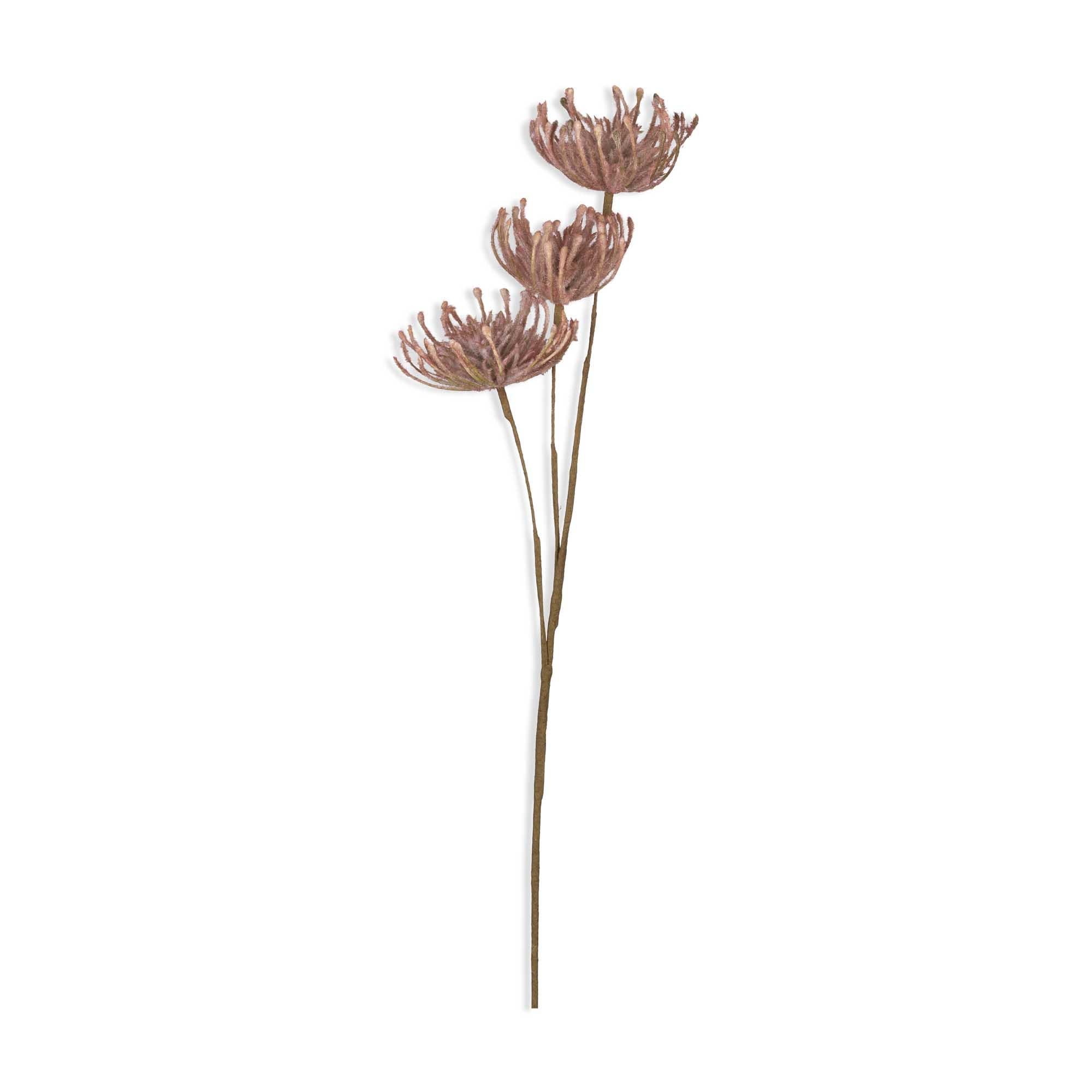 Blush Leucospermum Stem