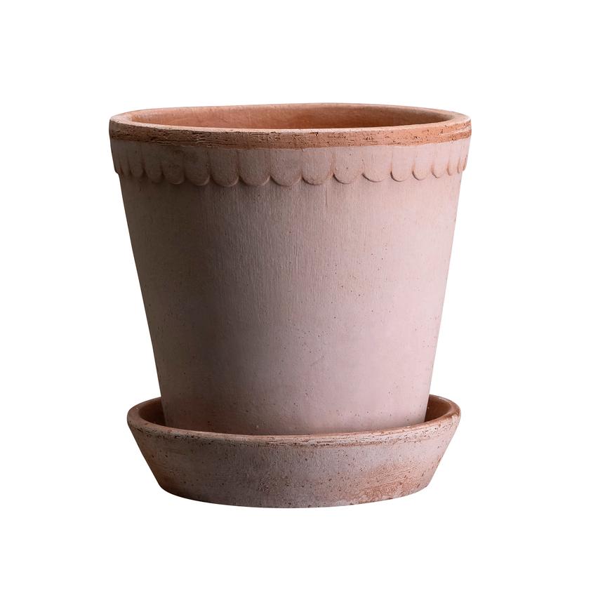 Amaryllis Planted Helena Planter