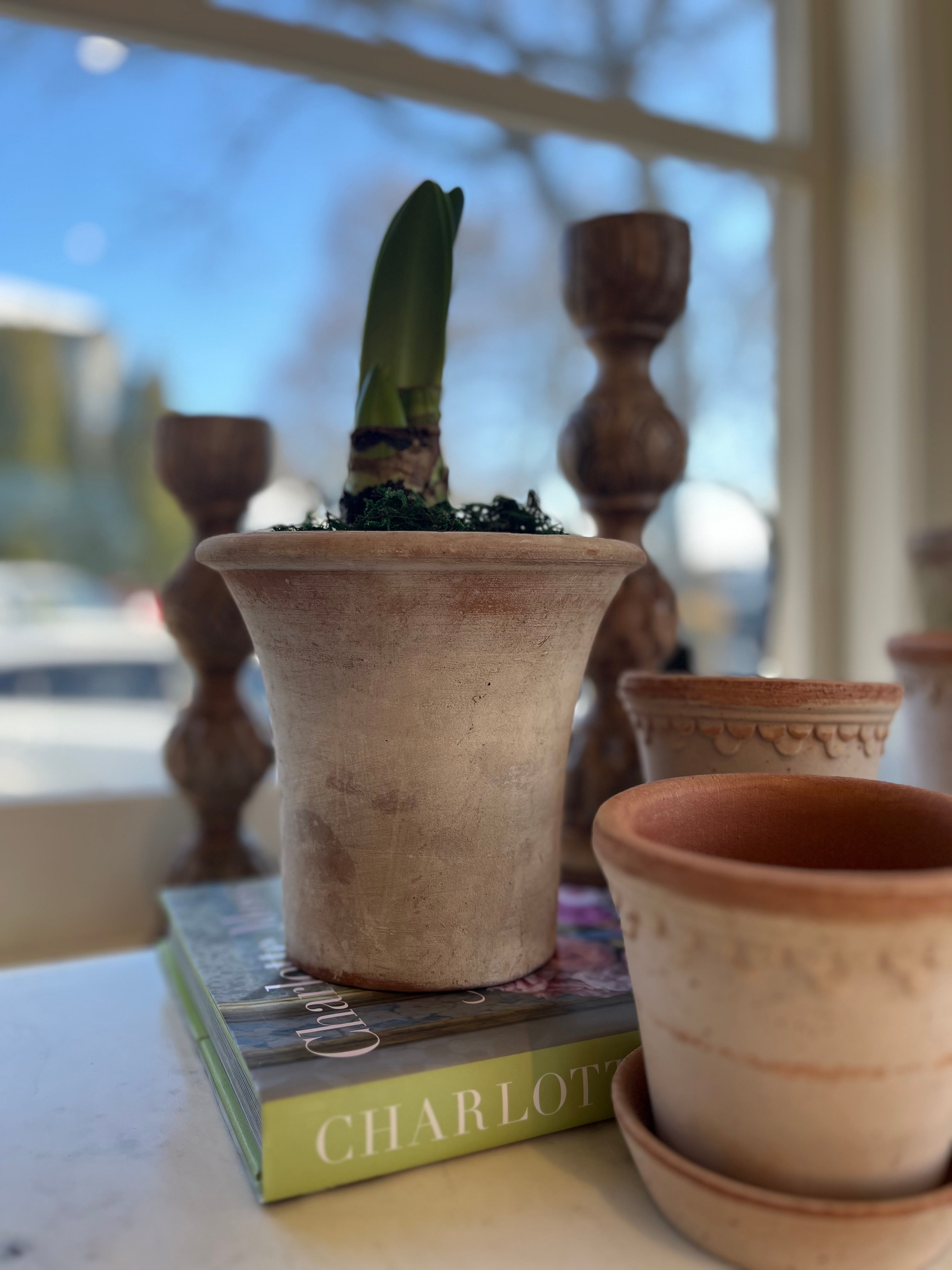 Amaryllis Potted Aged English Planter