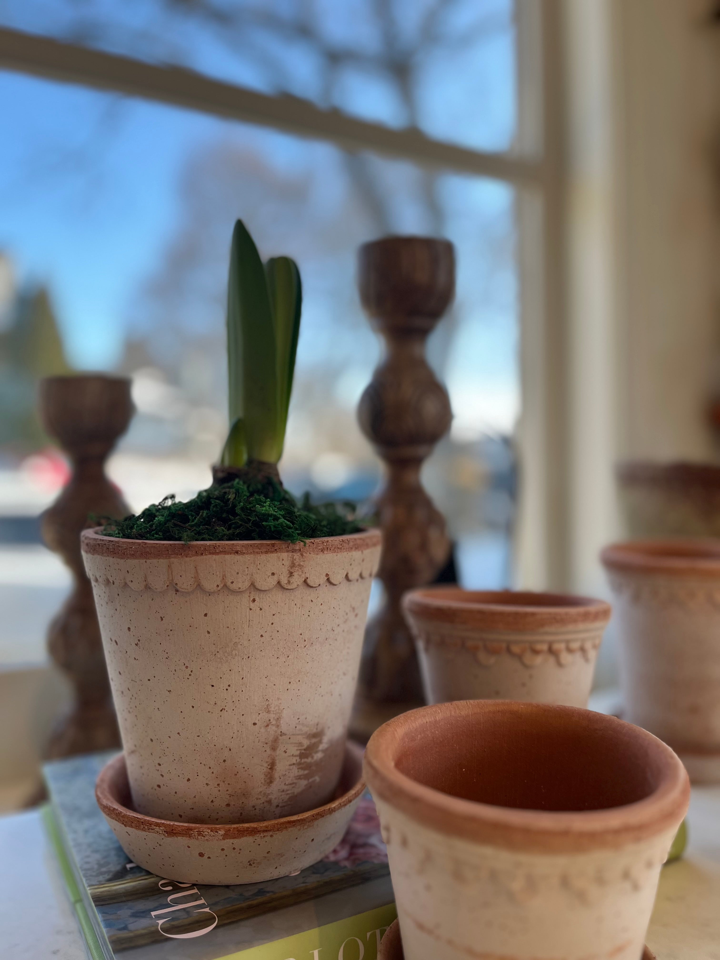 Amaryllis Planted Helena Planter