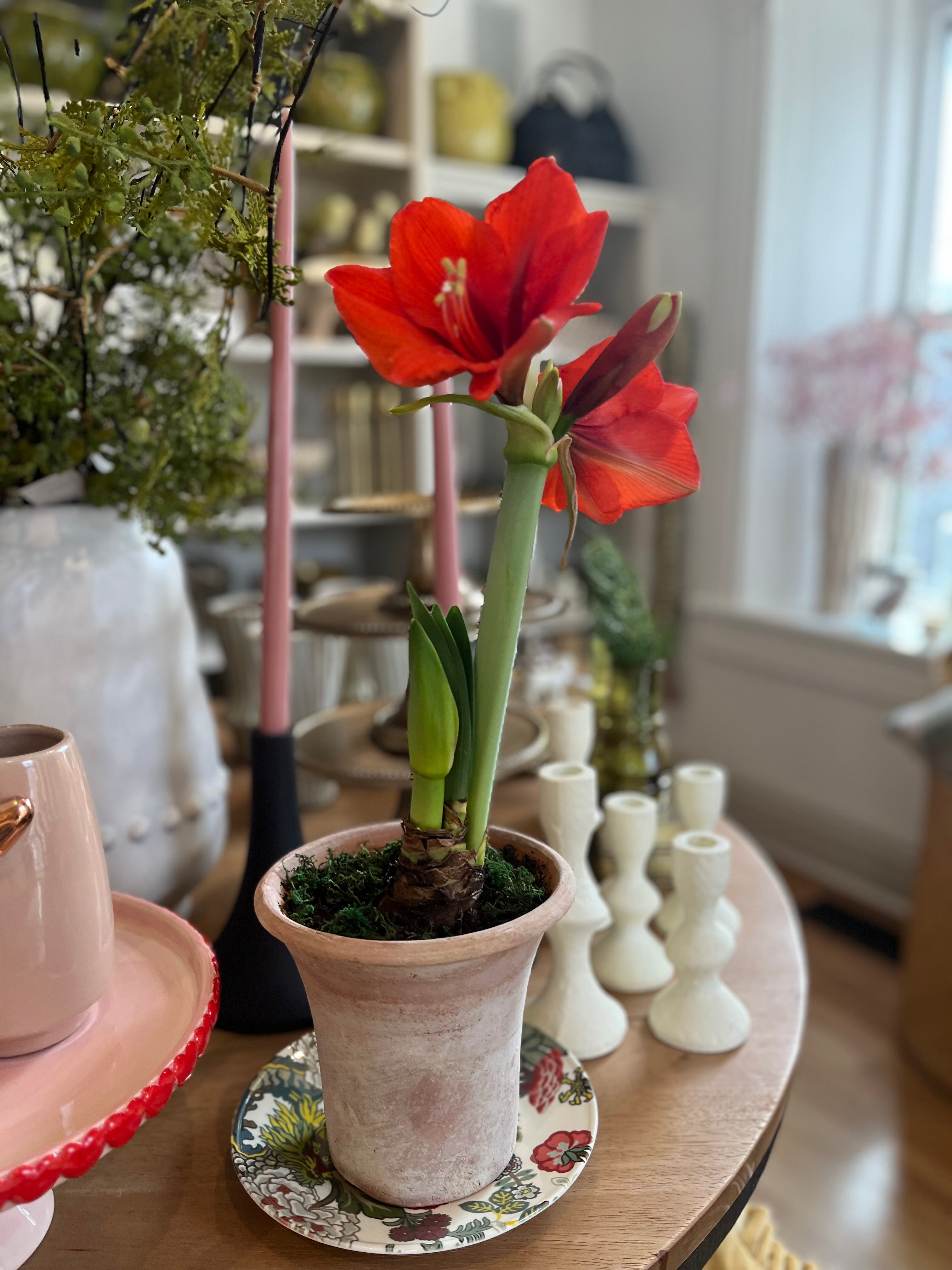 Amaryllis Potted Aged English Planter