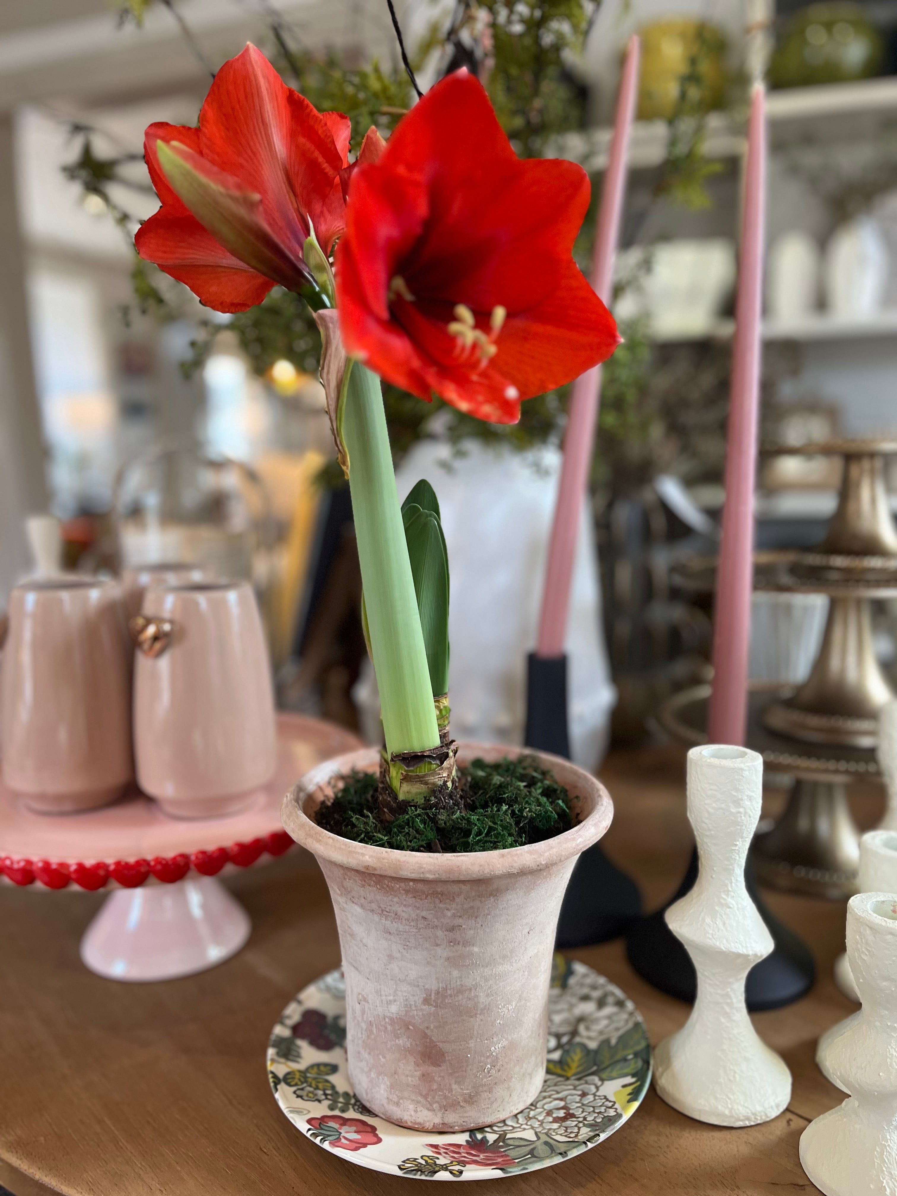 Amaryllis Potted Aged English Planter