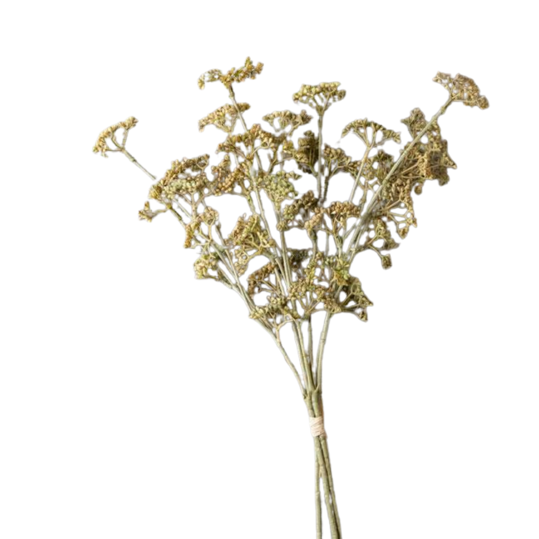 Meadow Sedge Stem