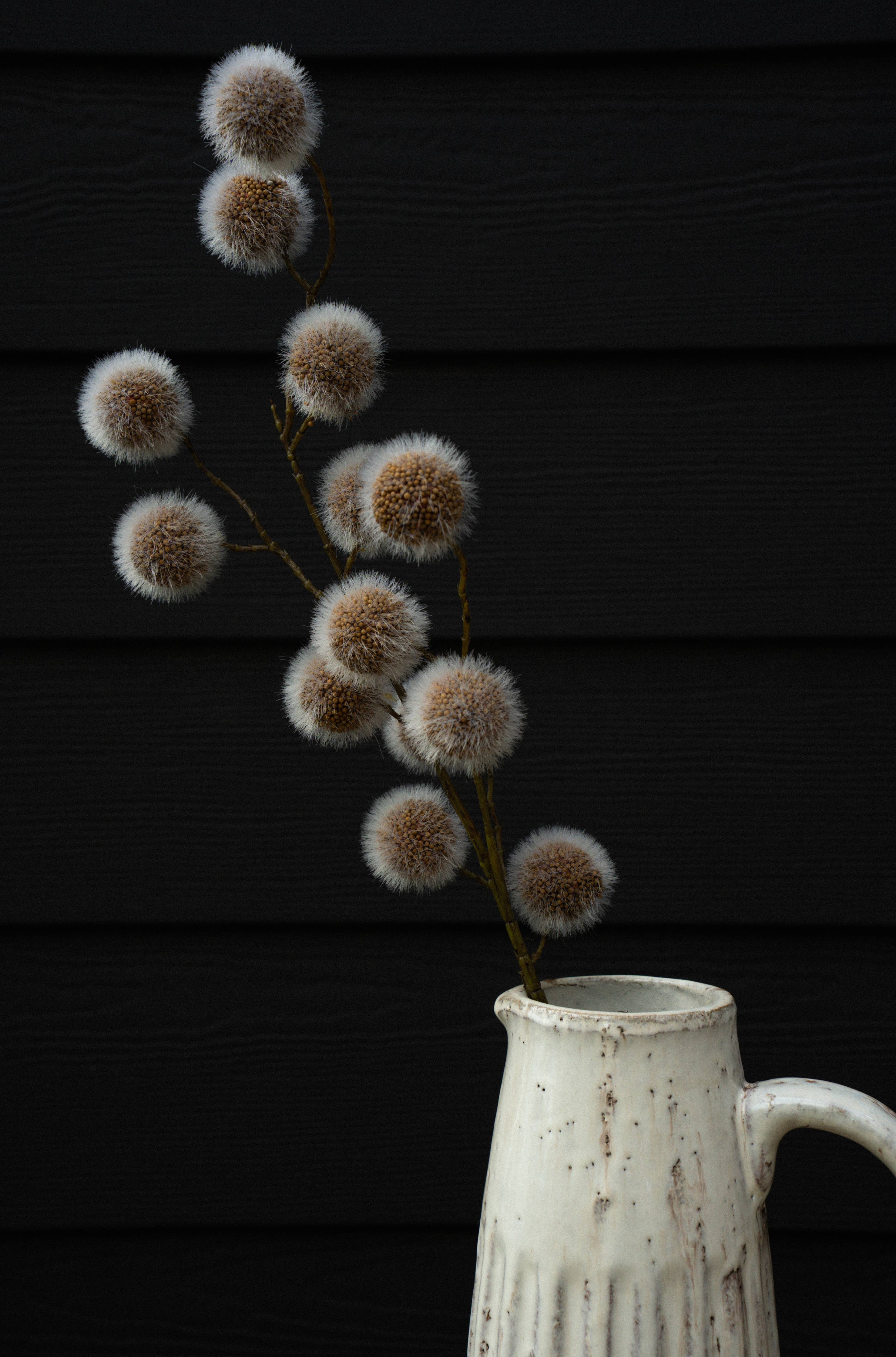 Sycamore Pod Stem