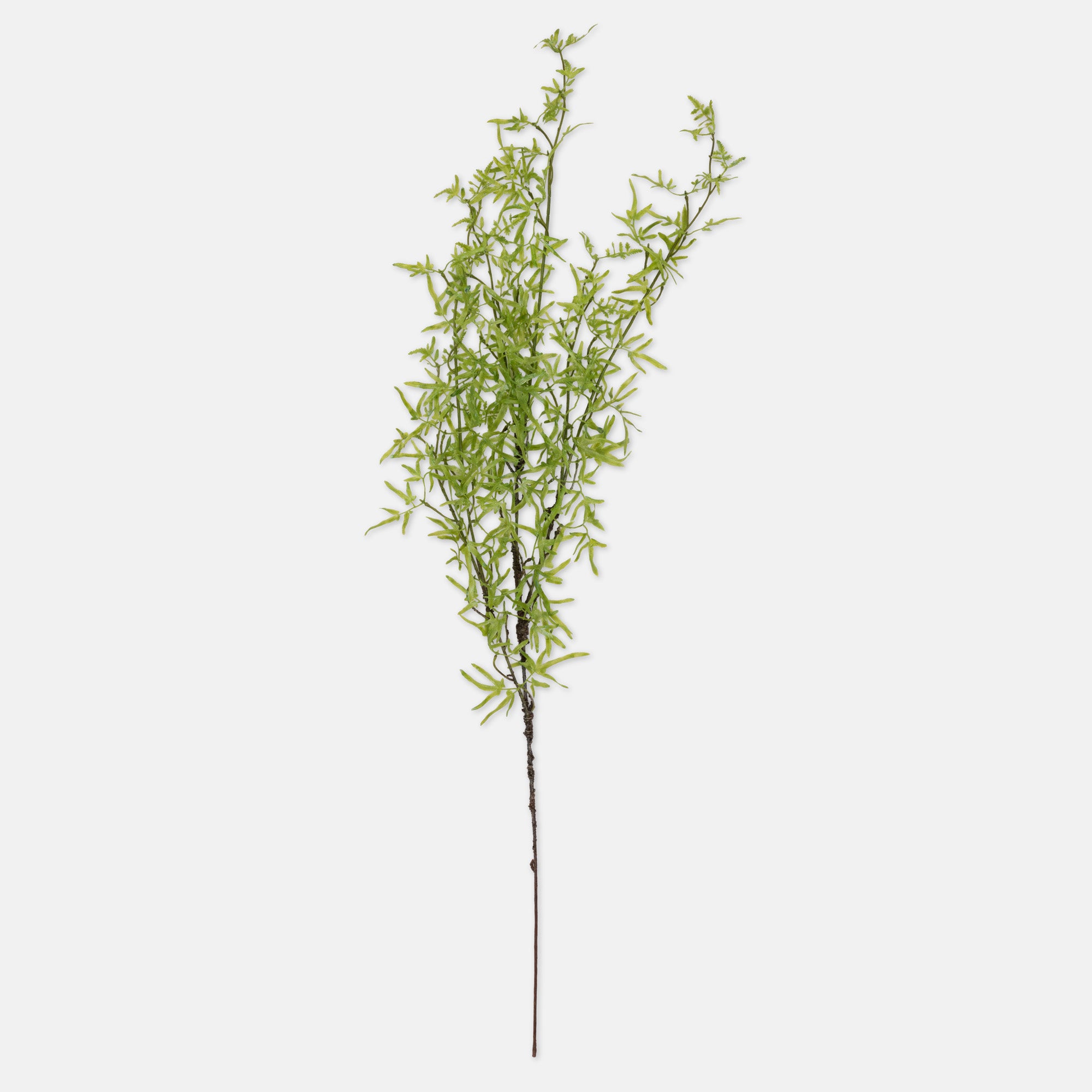 Soft Green Fern Branch