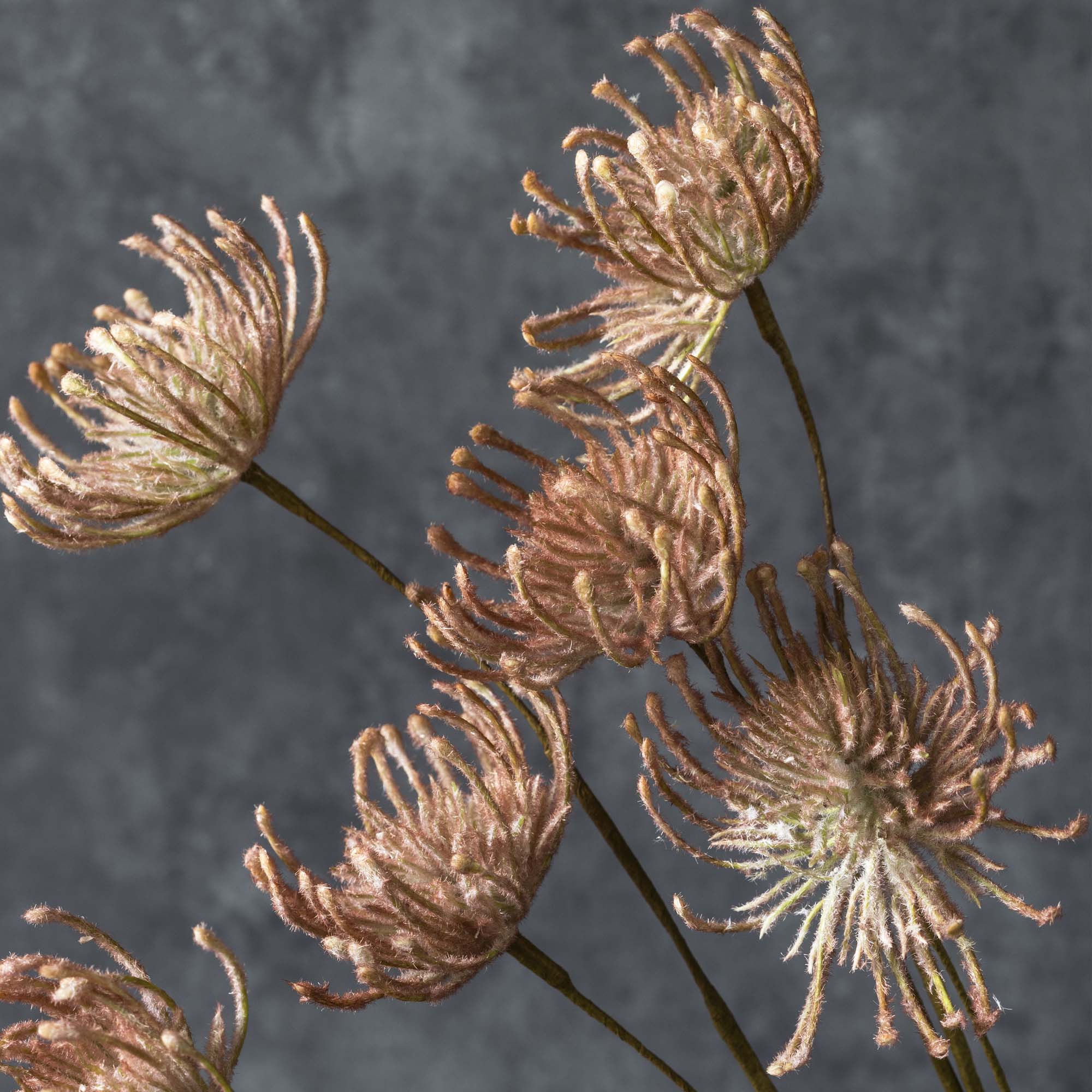 Blush Leucospermum Stem