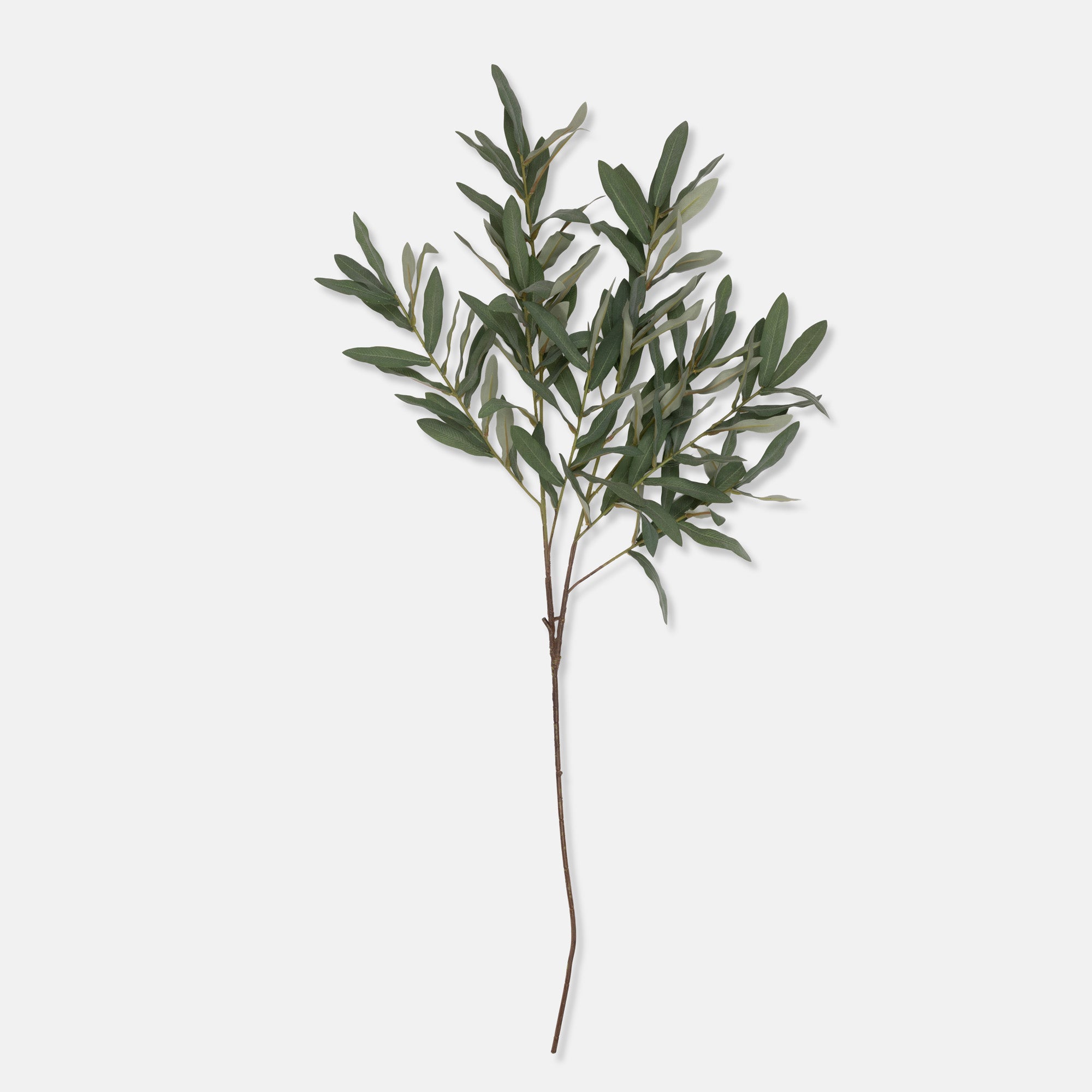 Green Olive Branch
