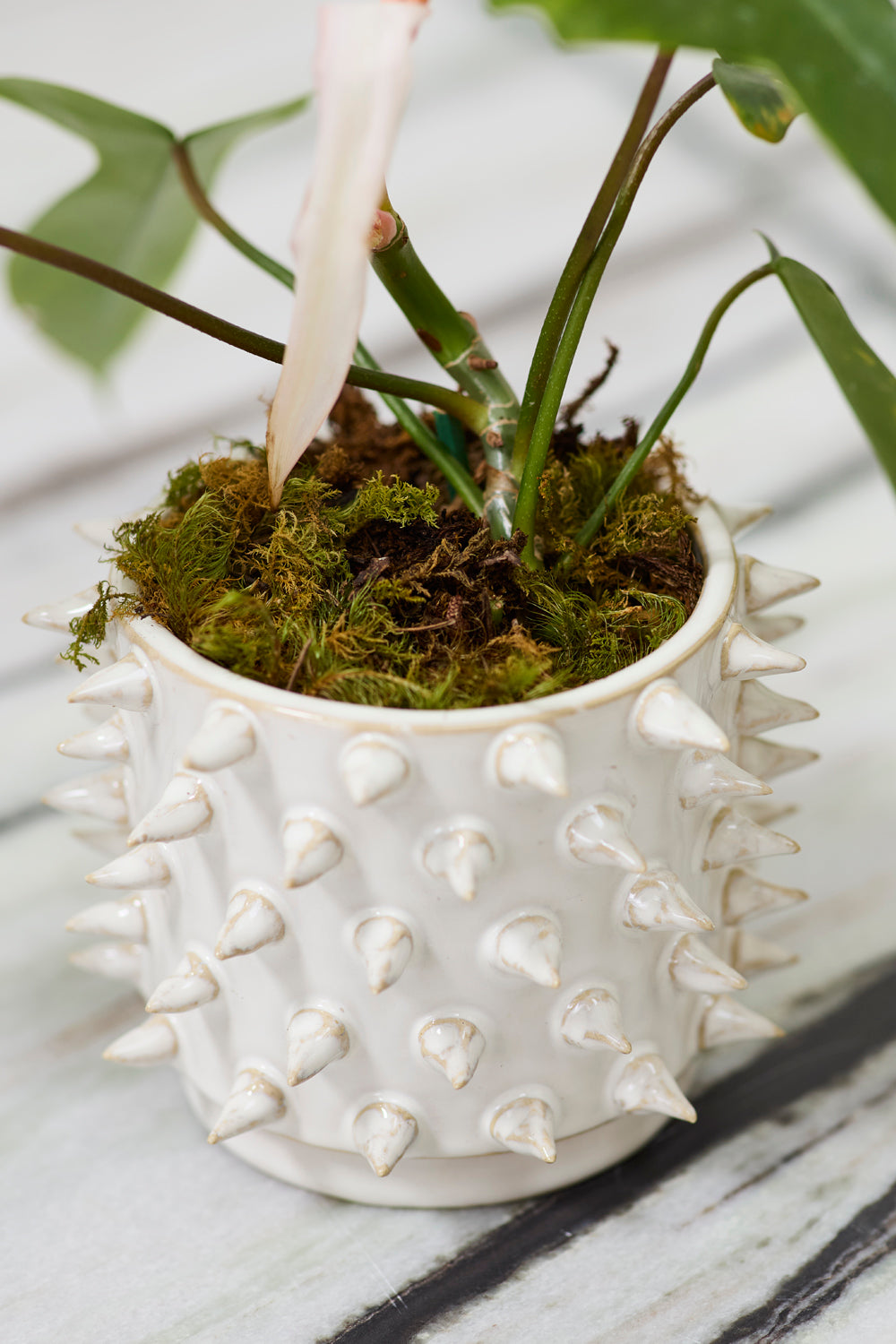 Sadie Spiked Pot