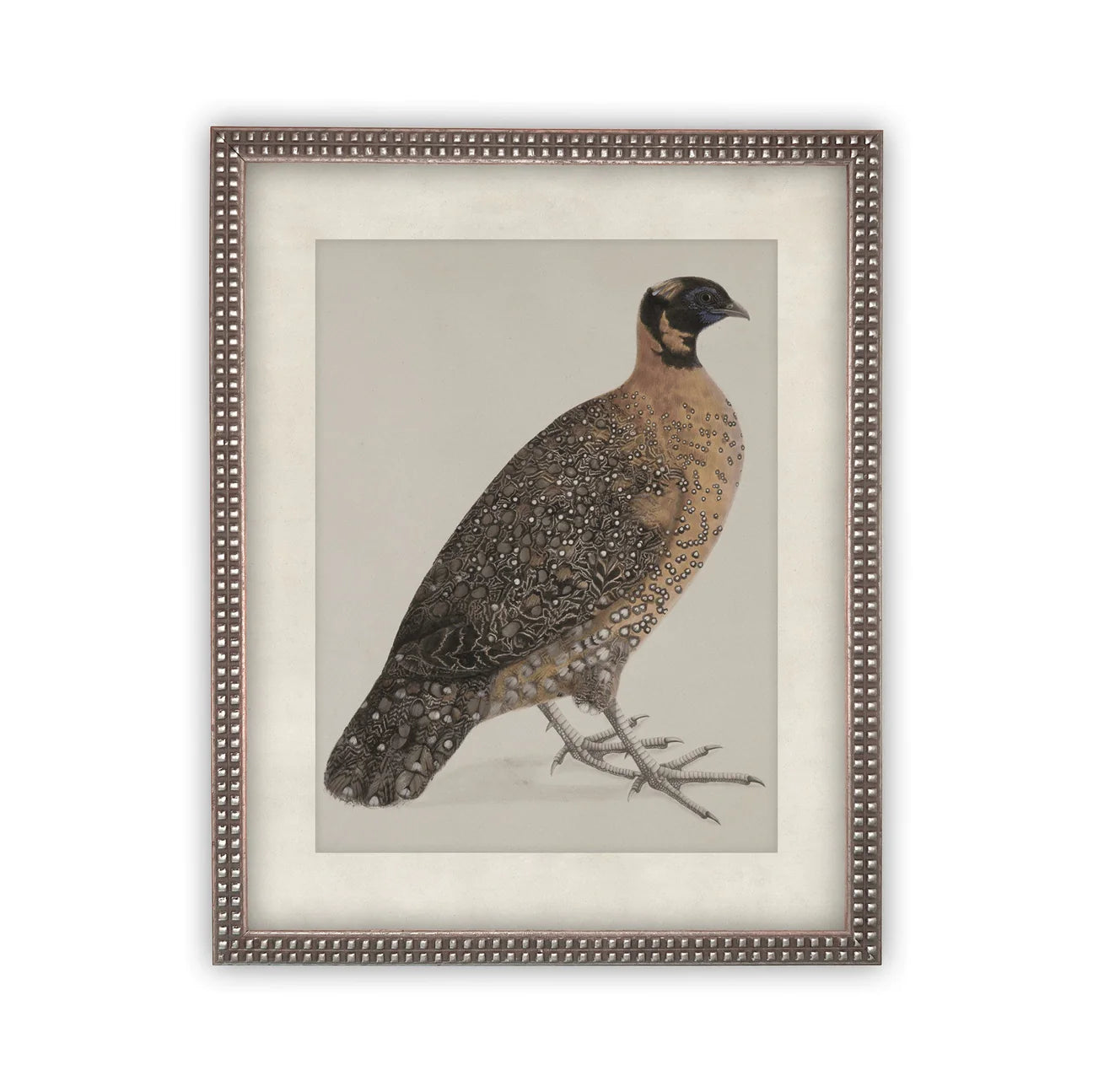 Quail Print