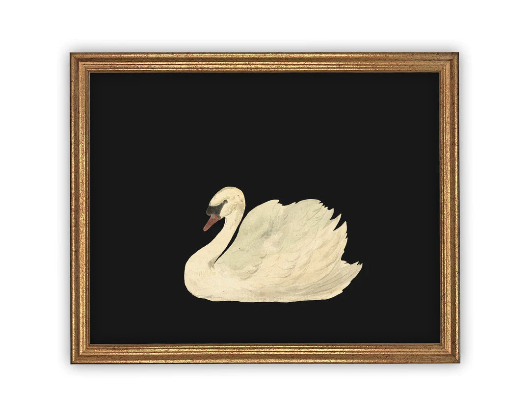 Black Swan Framed Canvas Art