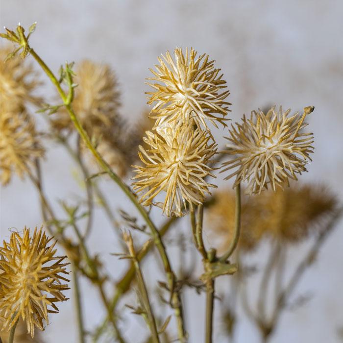 Pom Pom Meadow Stem