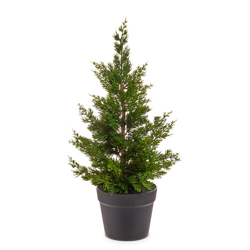 Cedar Tree in Pot