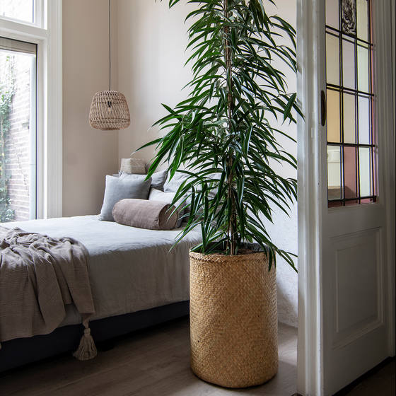 Yanni Seagrass Planter