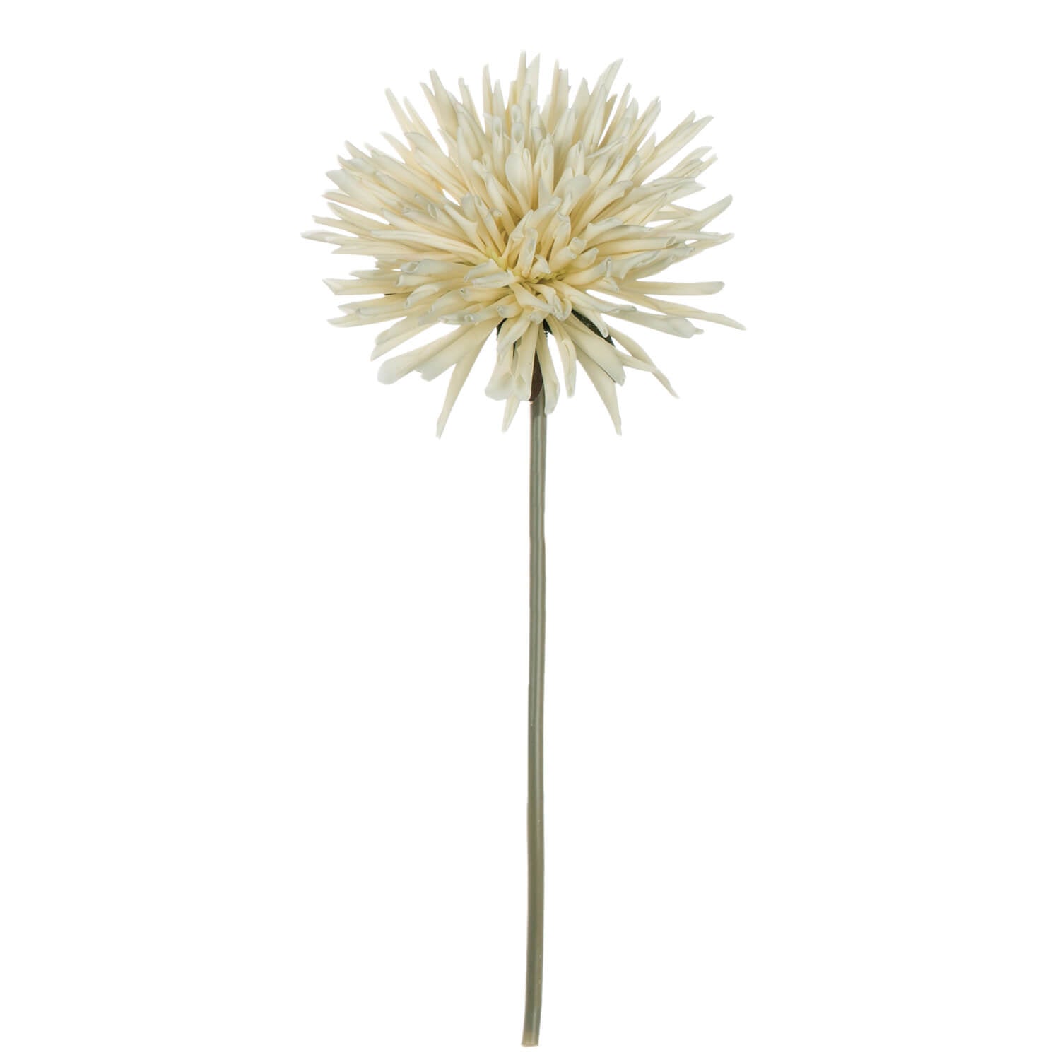 Cream Dahlia Stem