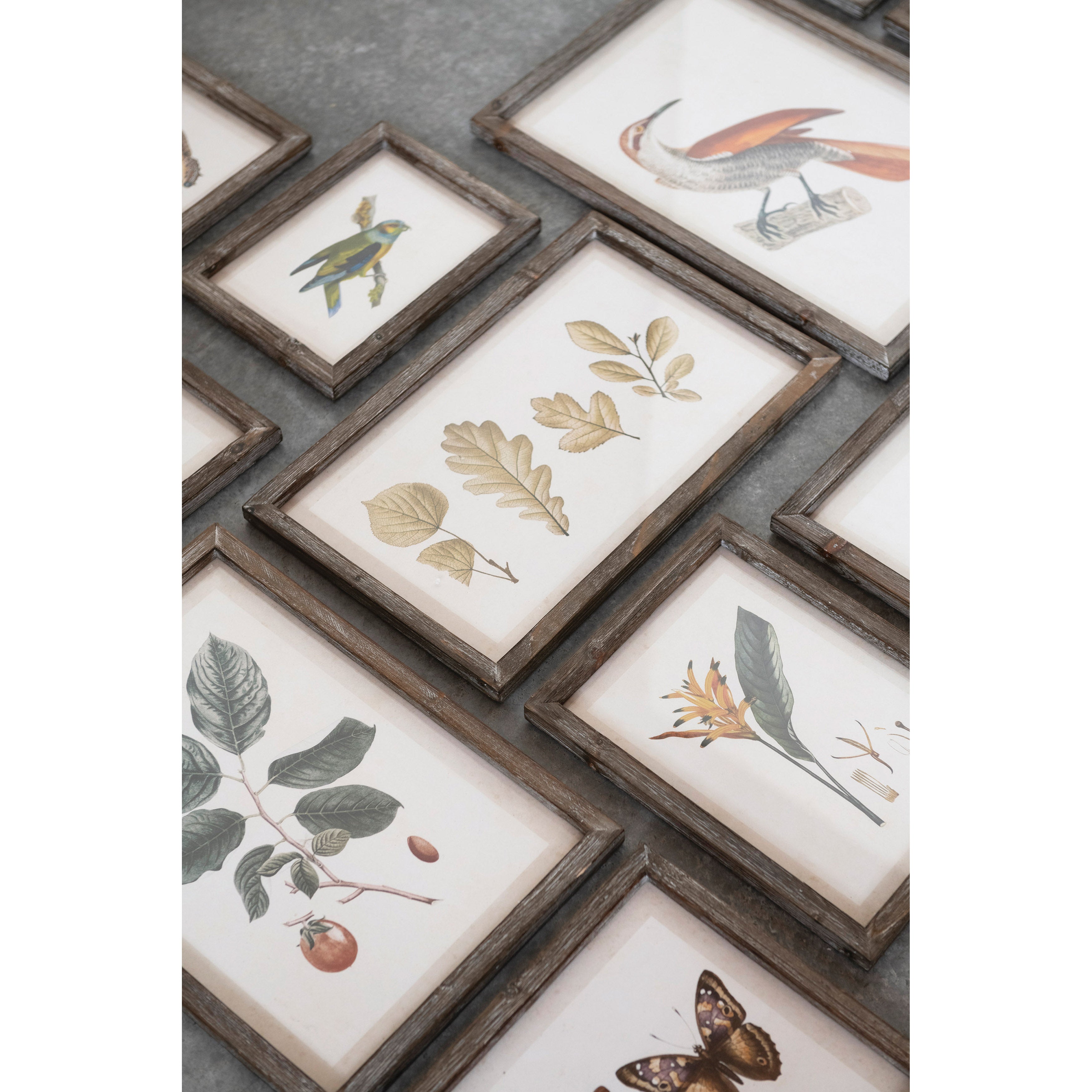 Insect, Bird, and Plant Art Assorted Prints
