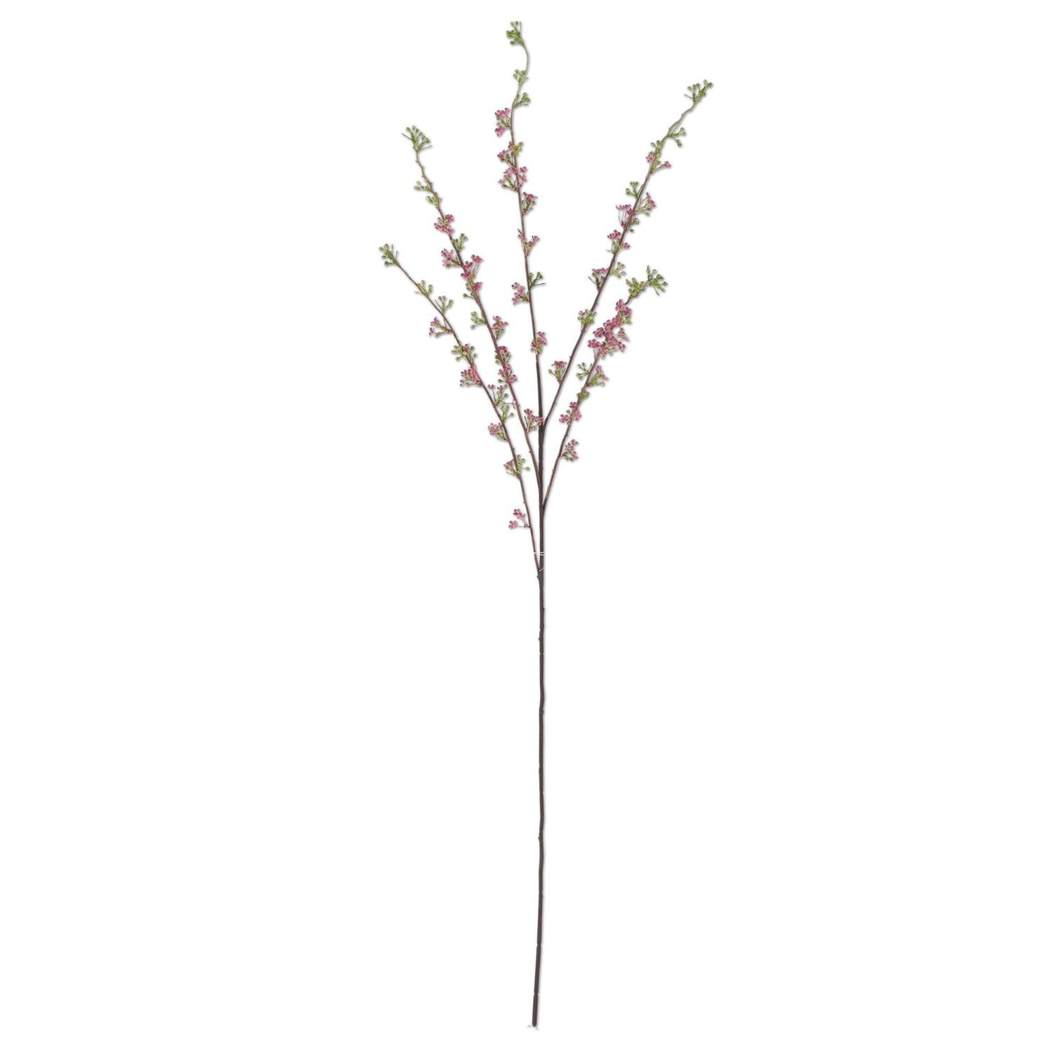 Pink Hoary Willow Spray