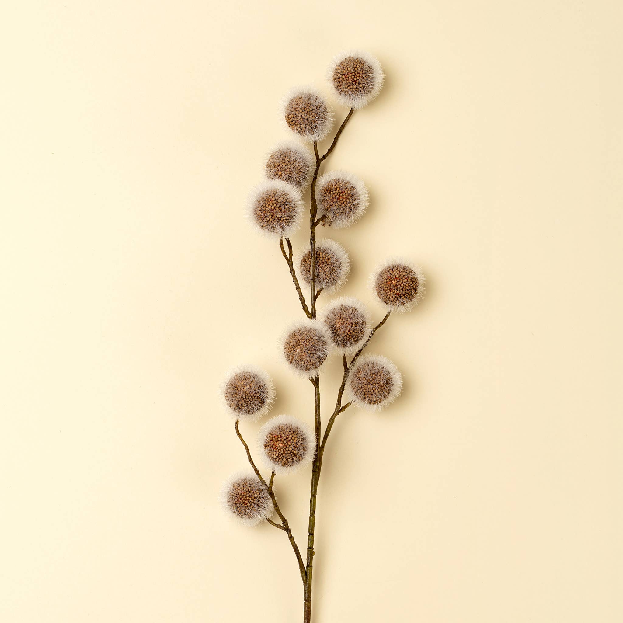 Sycamore Pod Stem