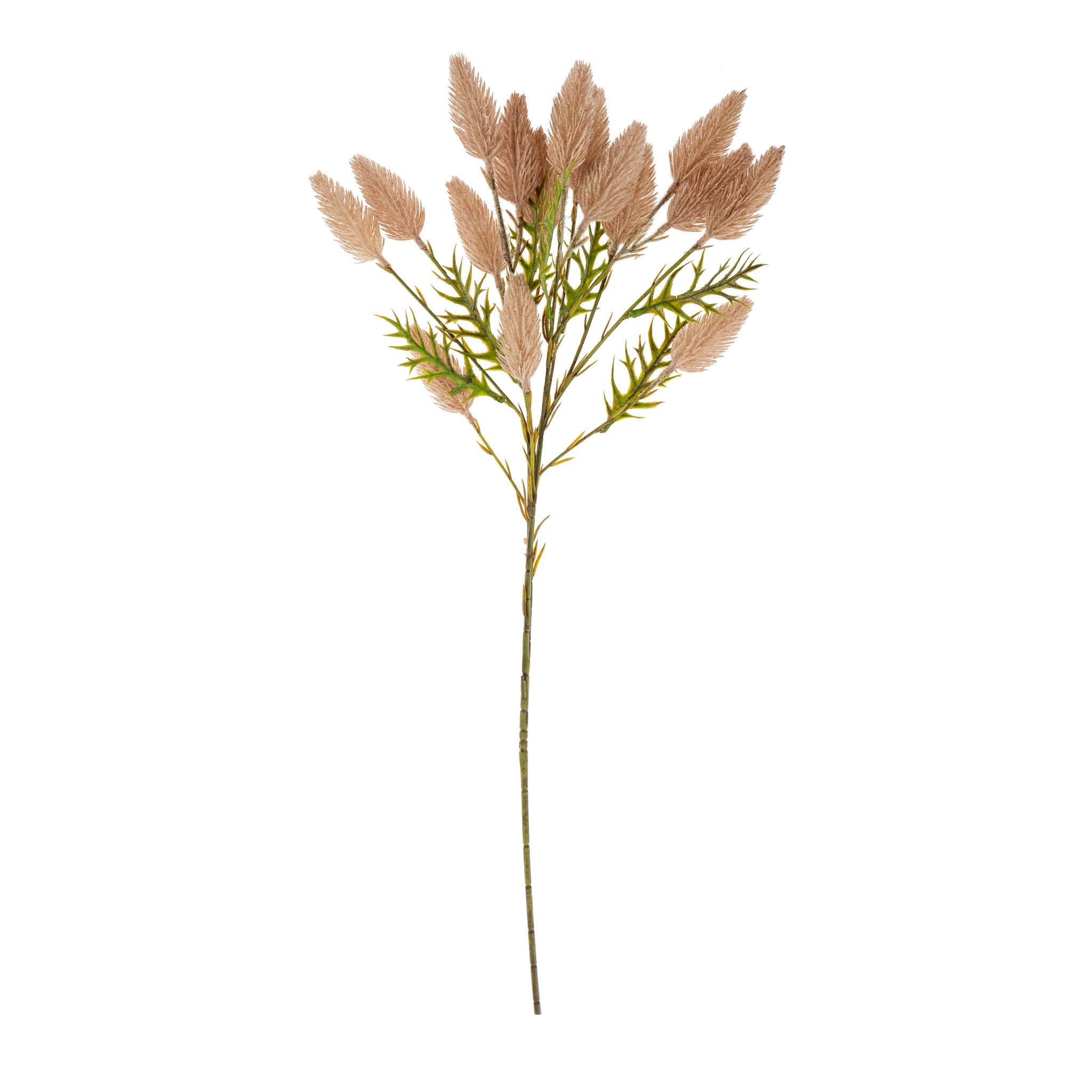 Pussytail Grass Spray