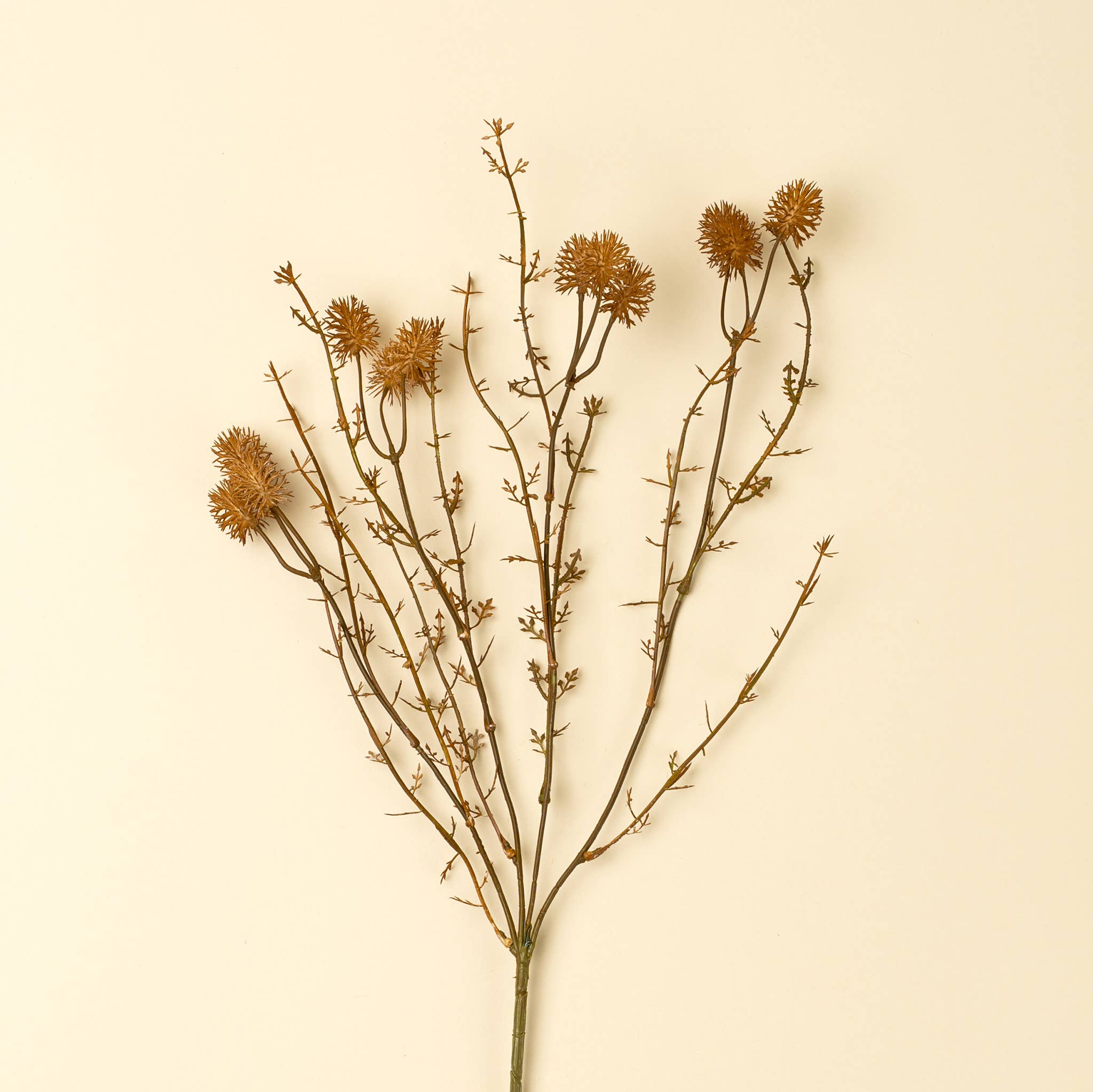 Burnt Orange Wispy Stem