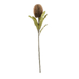 Banksia Brown Floral Stem