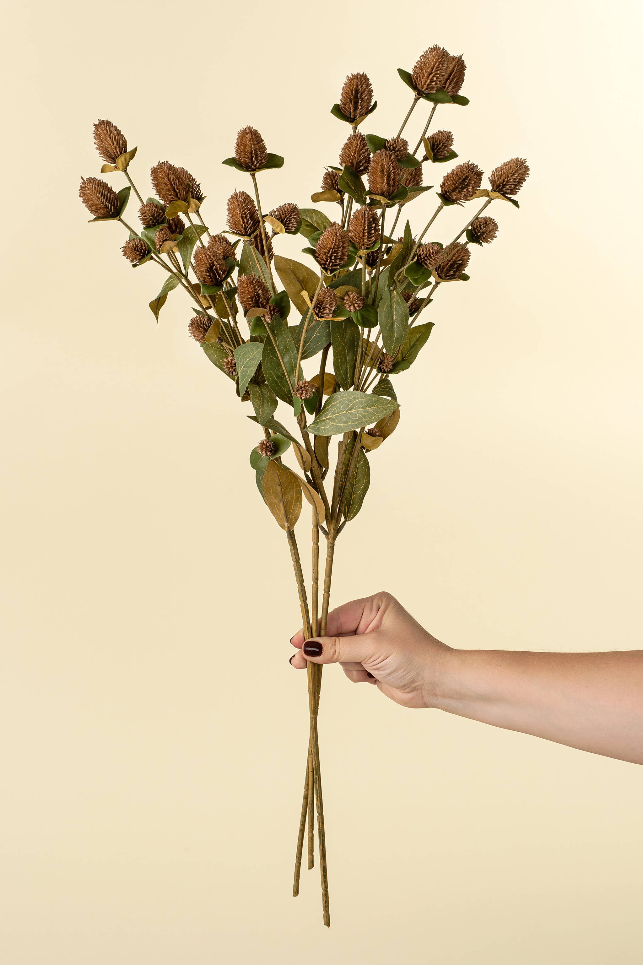 Globe Amaranth Spray