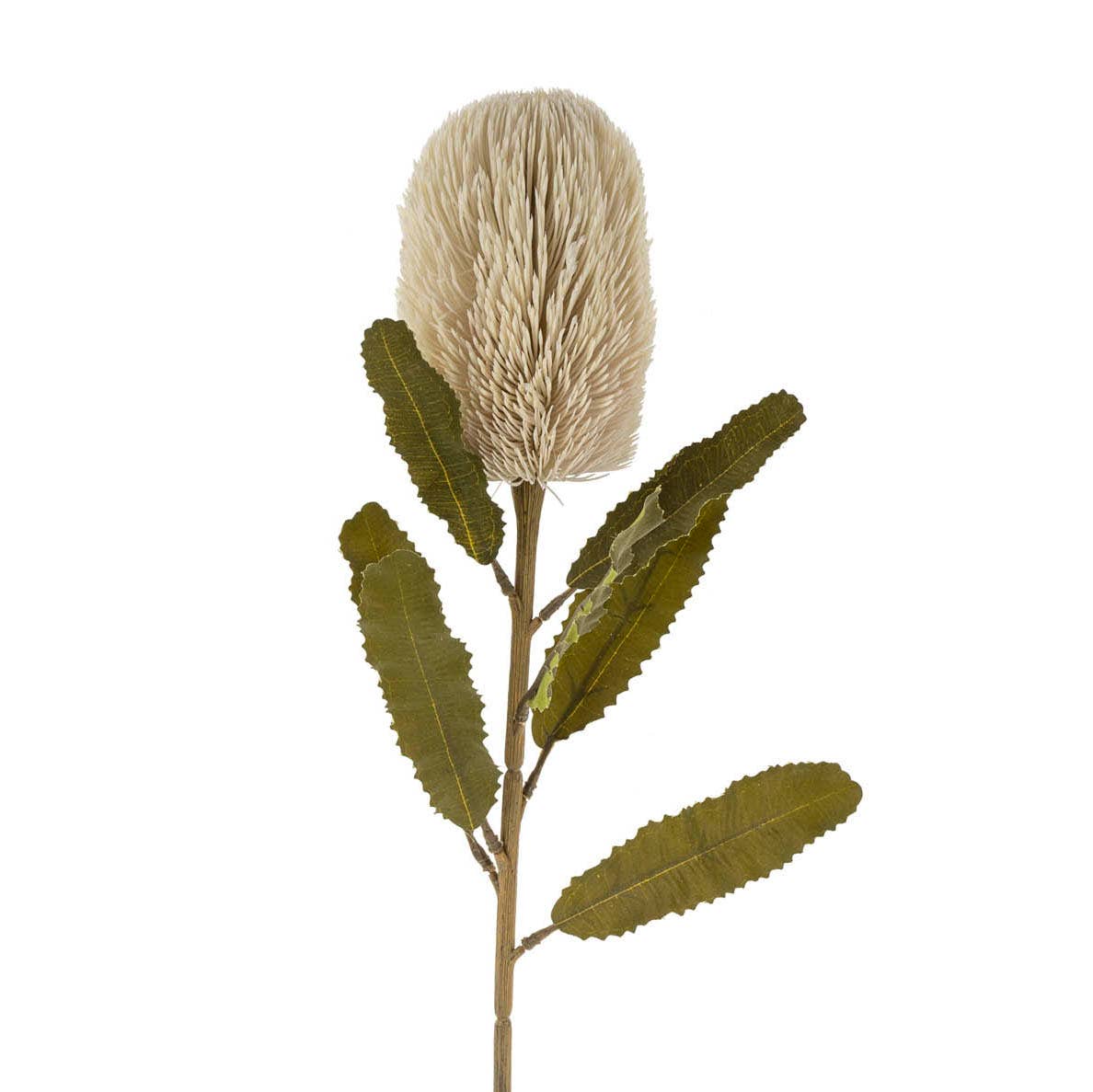 Banksia Floral Stem Cream