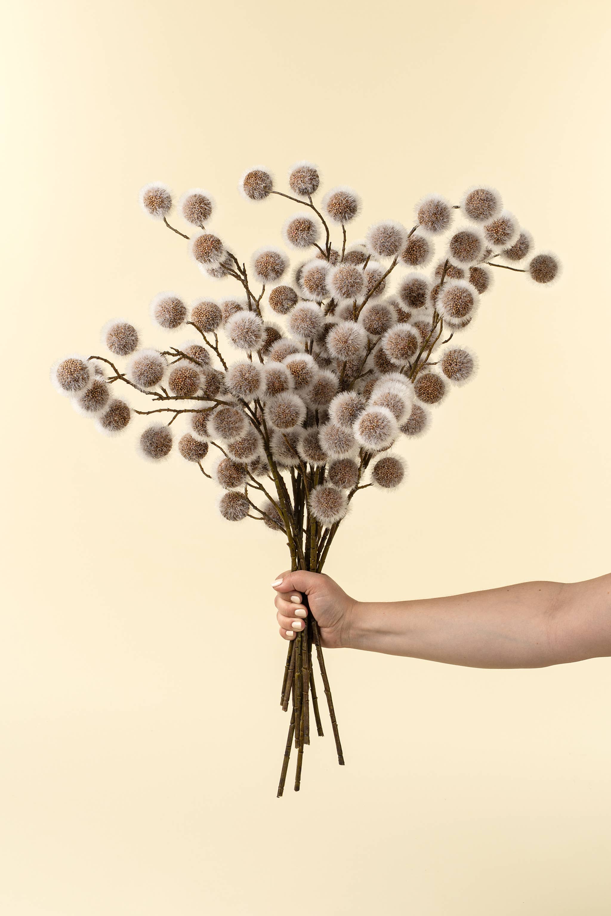 Sycamore Pod Stem