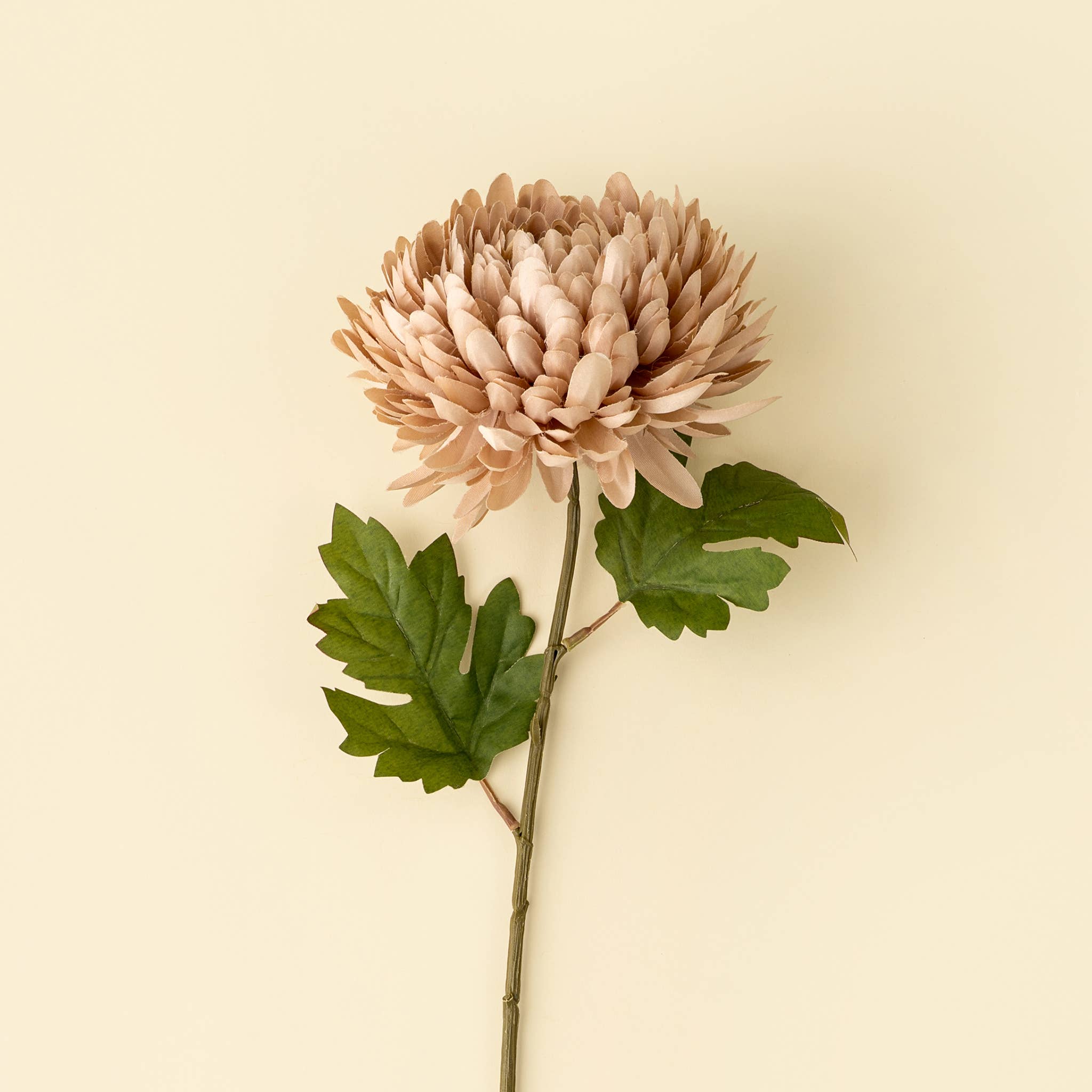 Dusty Pink Chrysanthemum Stem