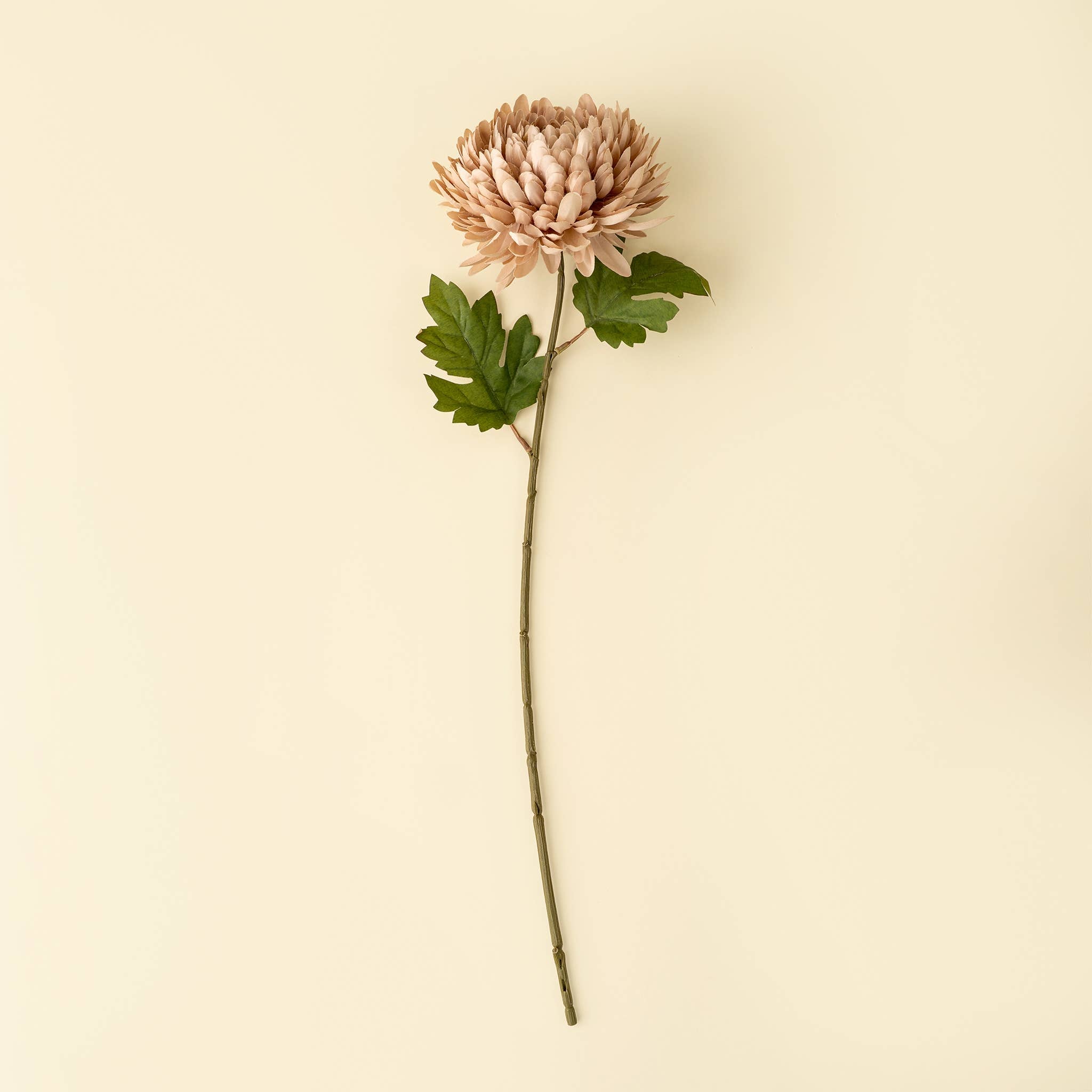 Dusty Pink Chrysanthemum Stem