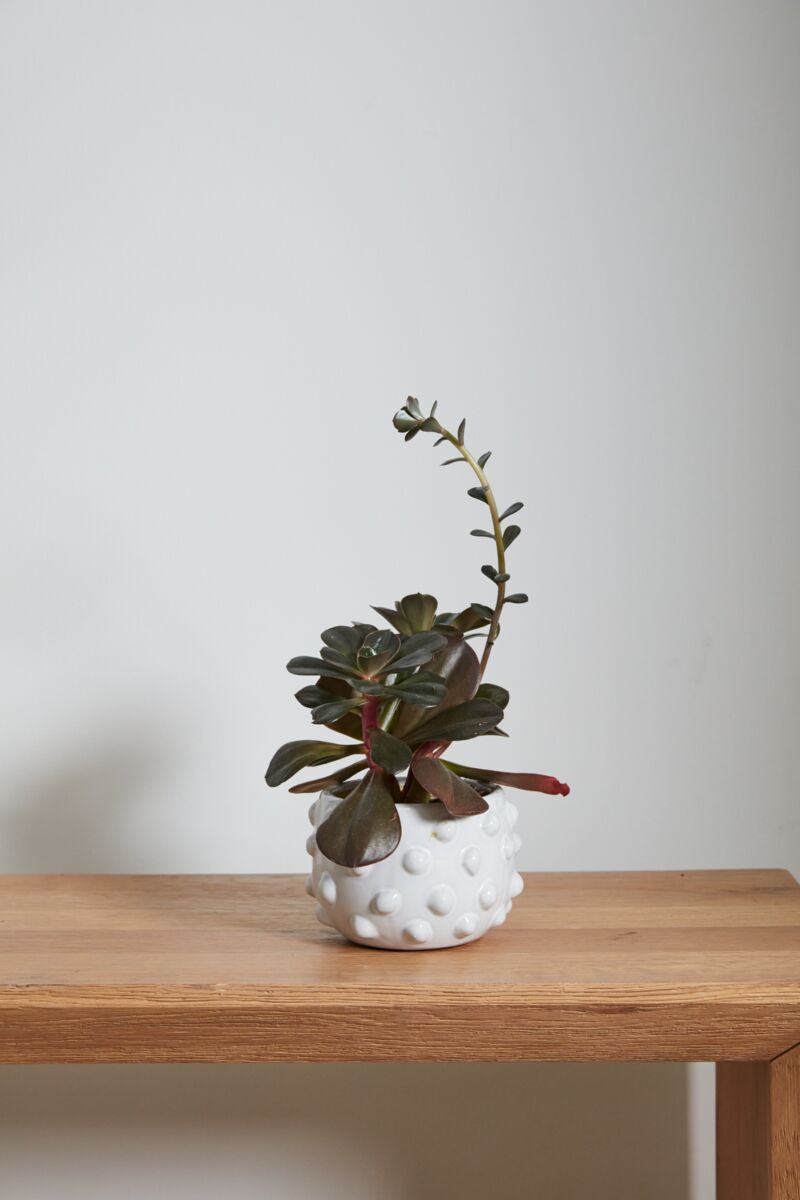 Francis Planter