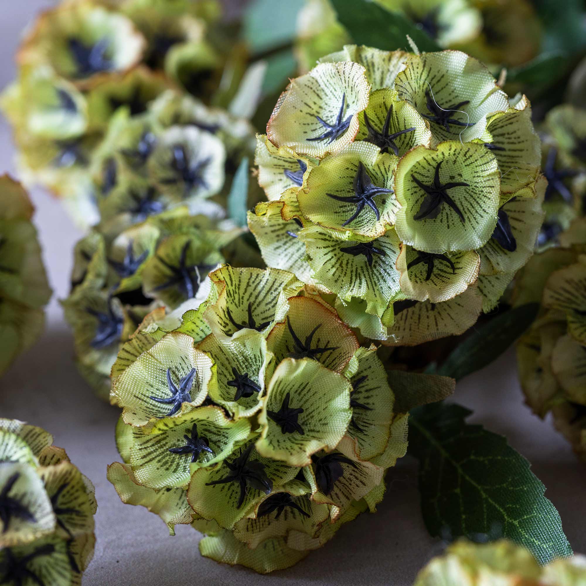 Limelight Scabiosa Stem