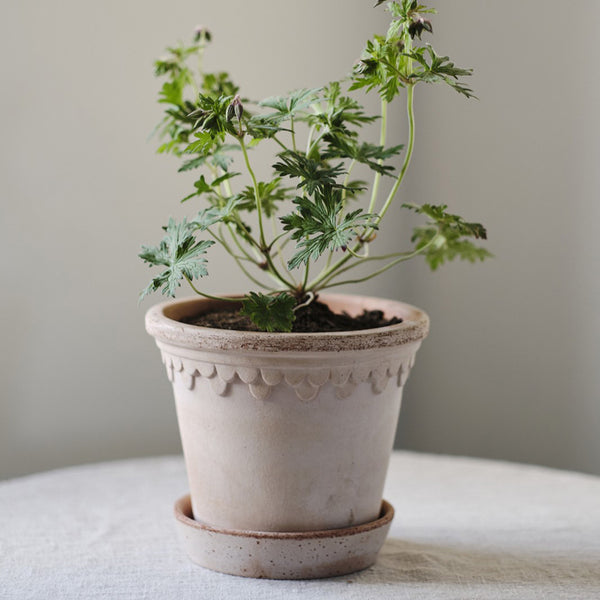 Københavner Pot