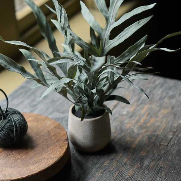 Potted Eucalyptus