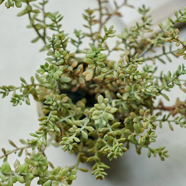 Potted Green Sedum