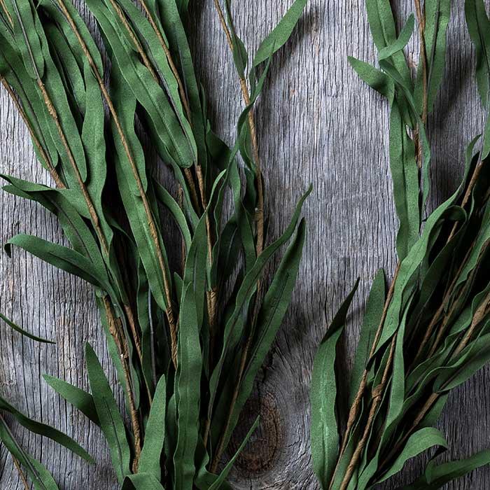 Jade Willow Branch