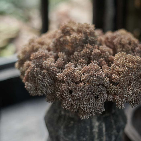 Cream Sedum