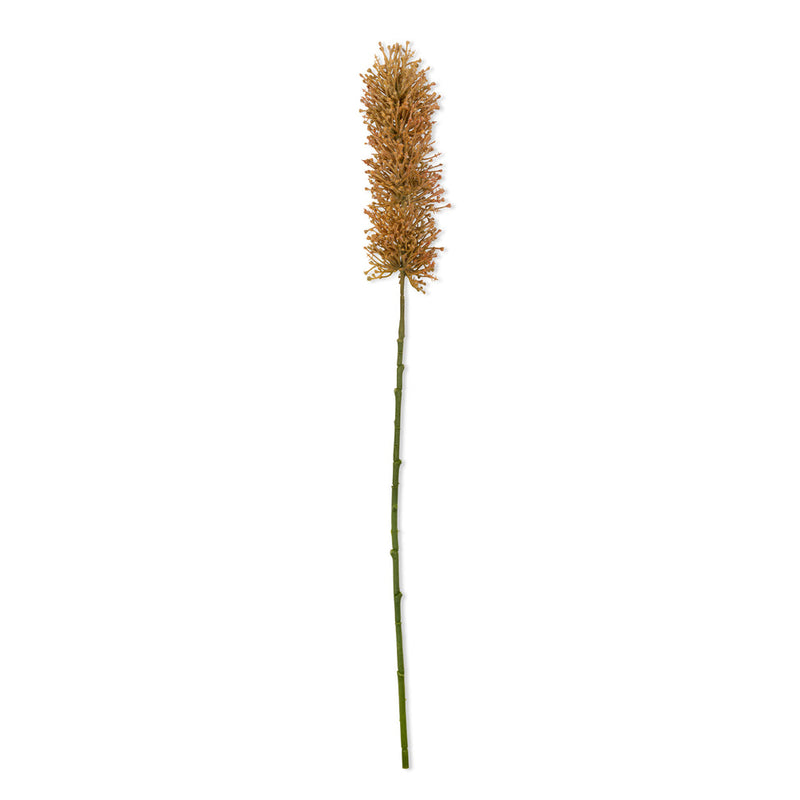 Foxtail Stem