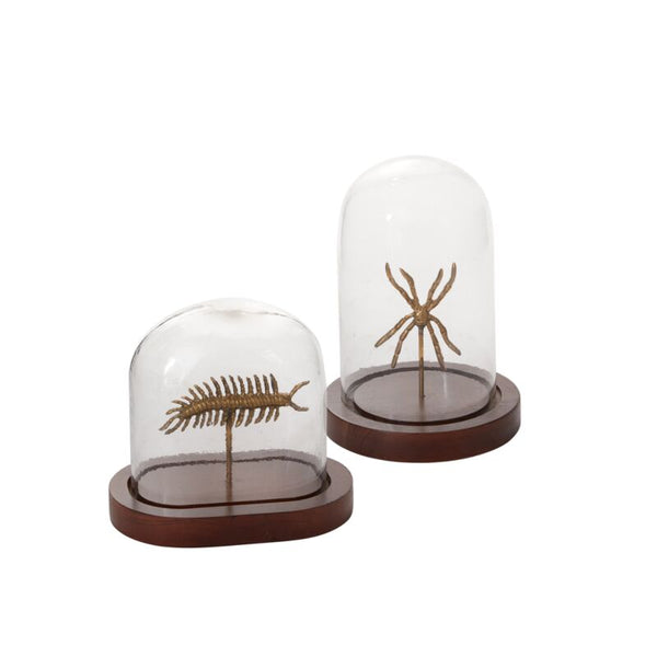 Specimen Cloche