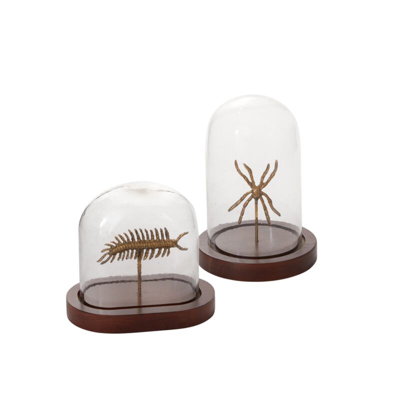 Specimen Cloche