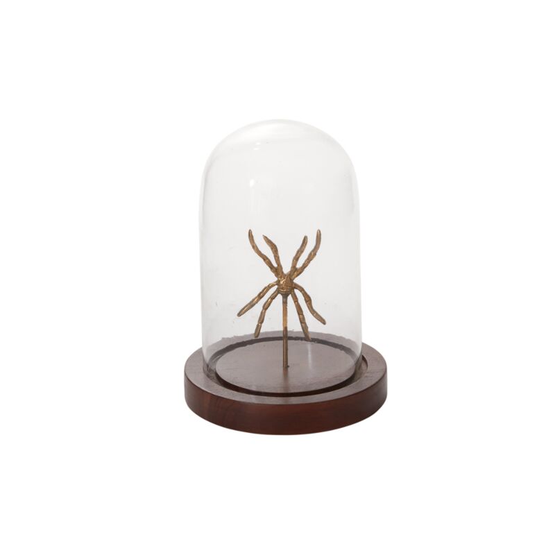 Specimen Cloche