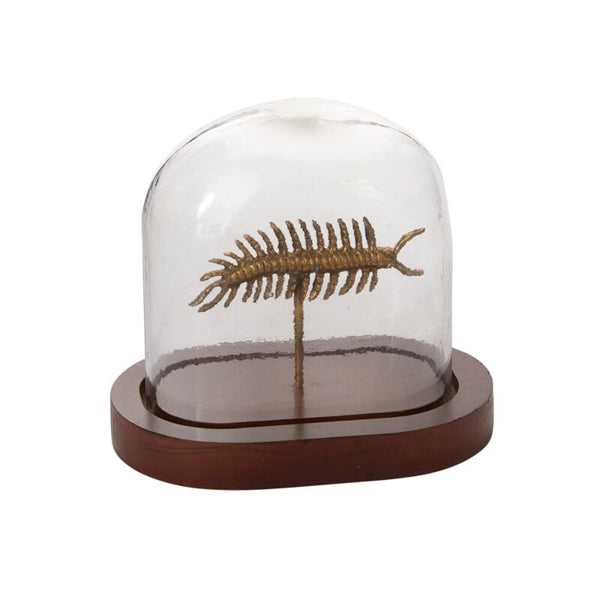 Specimen Cloche