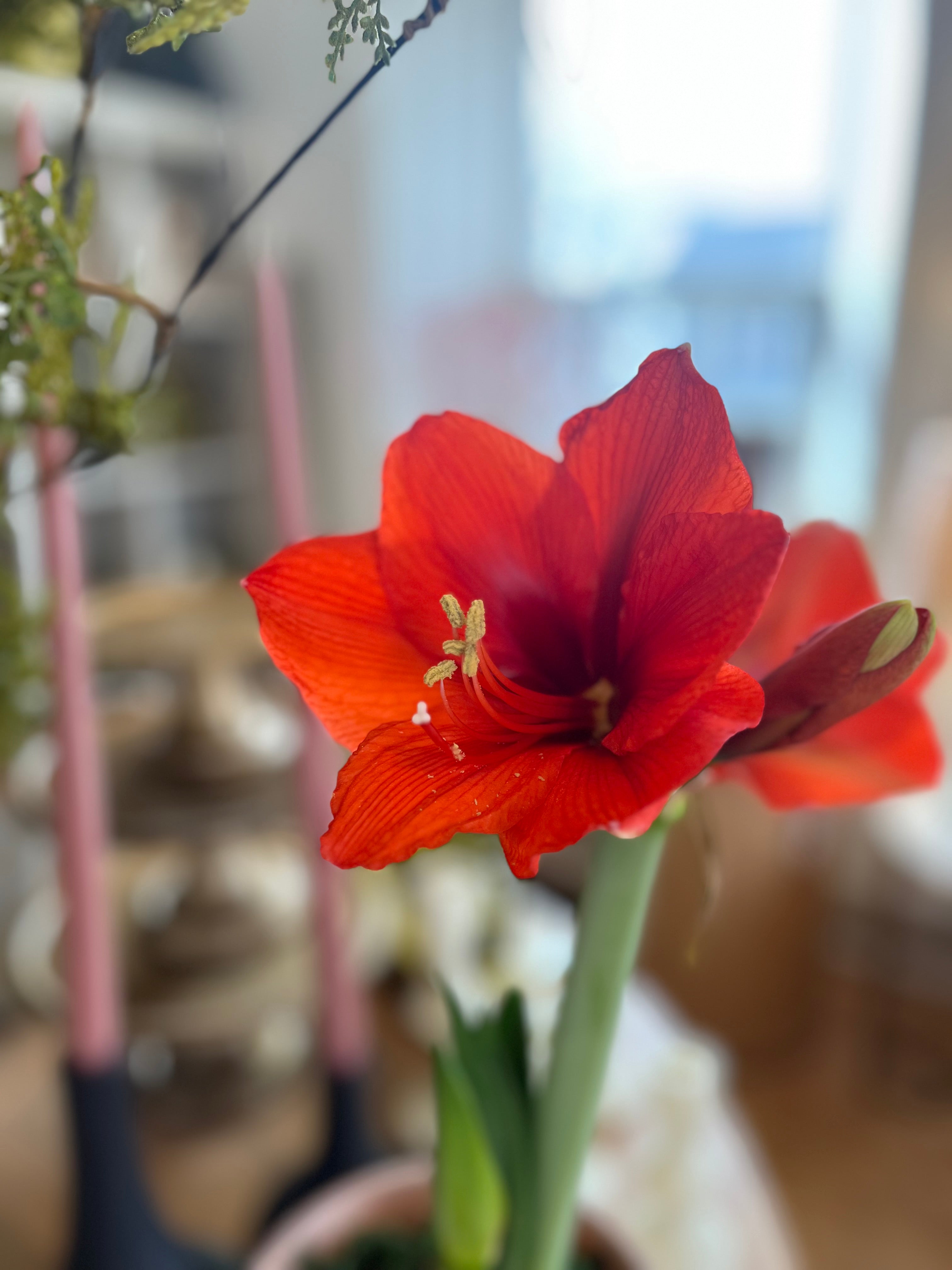 Amaryllis Potted Aged English Planter