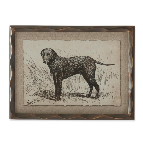 Framed Canine Sketch I