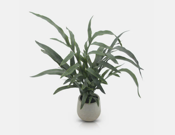Potted Eucalyptus