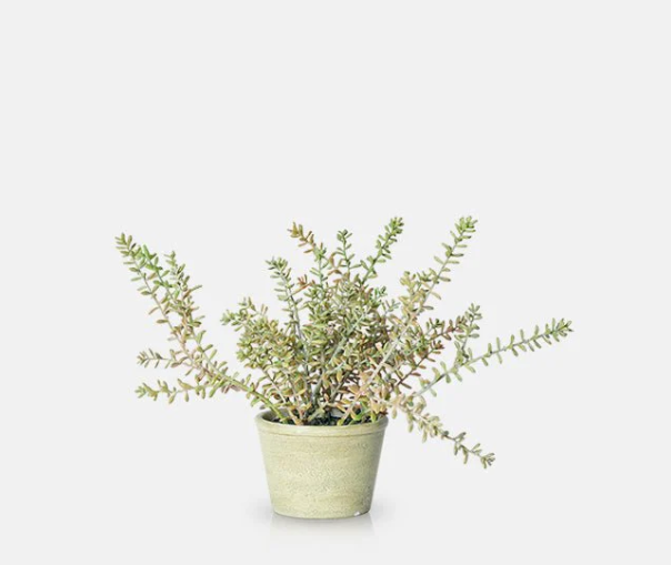 Potted Green Sedum