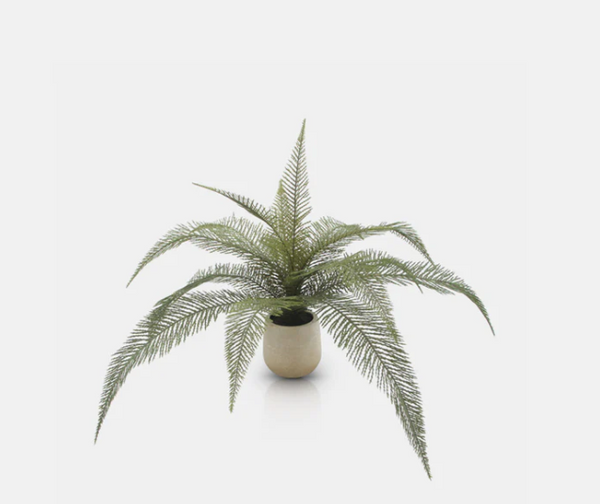Potted Deer Fern